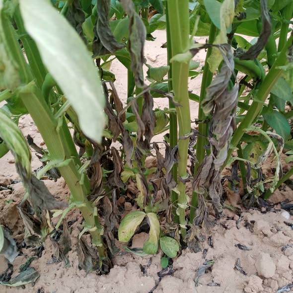 ارش الفول اي وما السبب